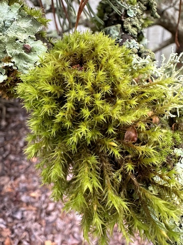 Pulvigera papillosa