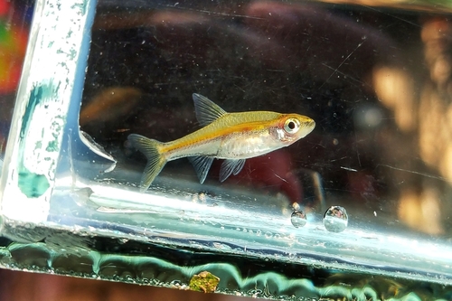 Graceful rasbora (Trigonopoma gracile) — Cyprinidae — 5
