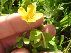 Oxalis suksdorfii