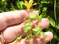 Oxalis suksdorfii