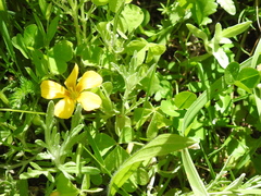 Oxalis suksdorfii
