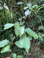 Actinidia rufa