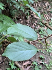 Actinidia rufa