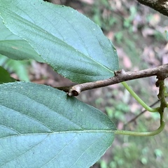 Actinidia rufa