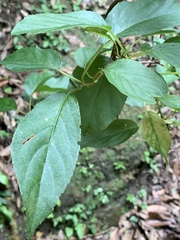 Actinidia rufa