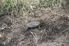 Trachemys ornata