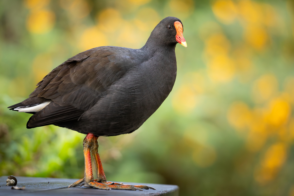 Dusky Moorhen (Gallinula tenebrosa) photo