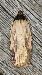 Agonopterix atrodorsella