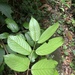 Sageretia randaiensis - Photo (c) 兔尾草 | BunnyTailGra22, algunos derechos reservados (CC BY-NC), subido por 兔尾草 | BunnyTailGra22