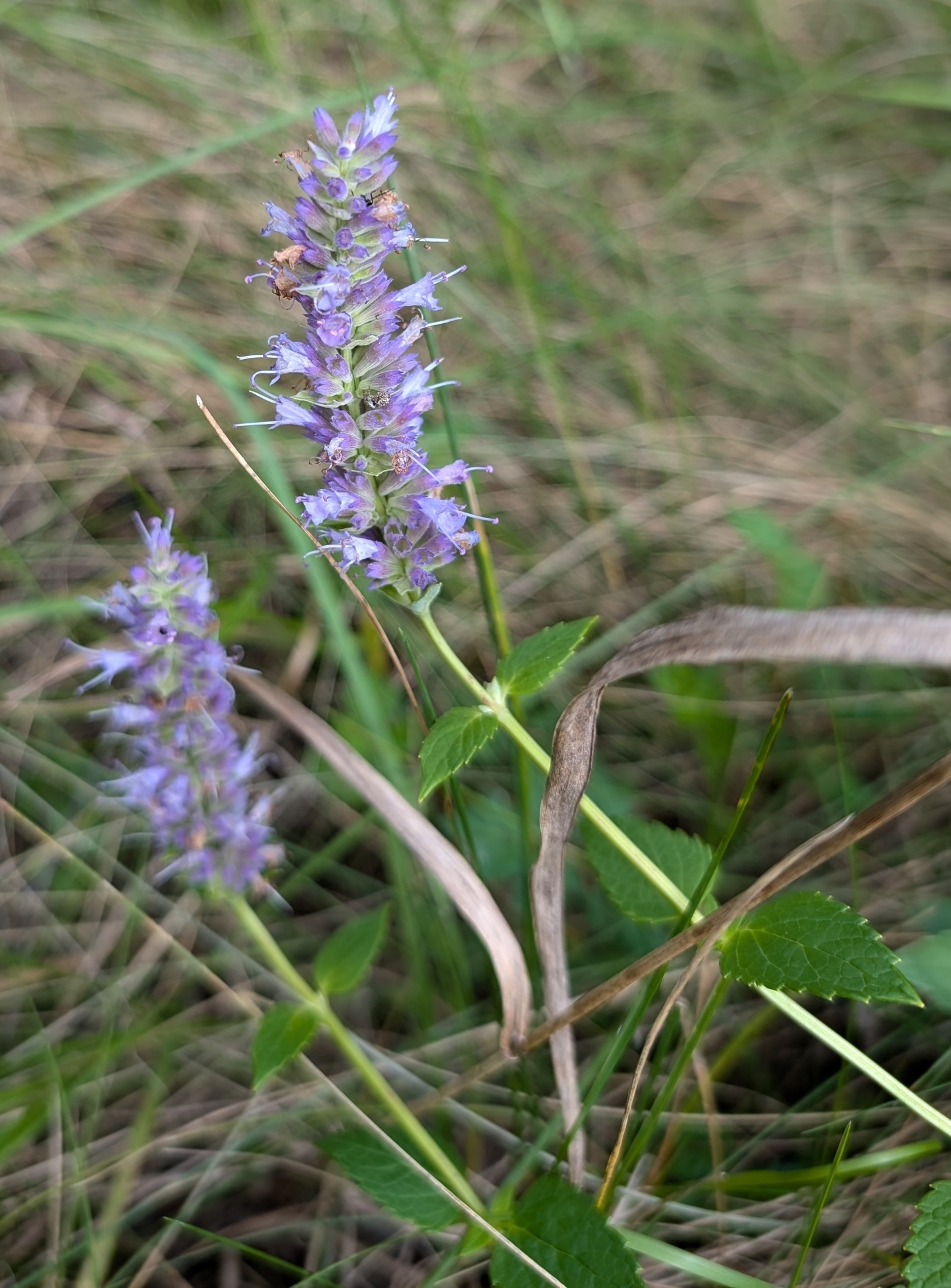 Agastache foeniculum