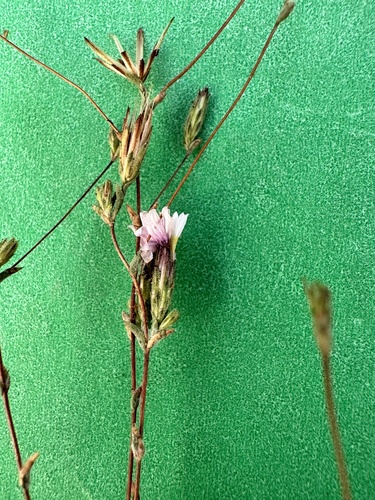 Image of Slenderstem Lessingia (Lessingia nemaclada) by no rights reserved