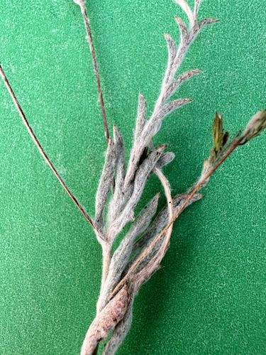 Image of Slenderstem Lessingia (Lessingia nemaclada) by no rights reserved