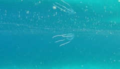 Carybdea rastoni