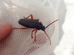 Elateropsis scabrosus