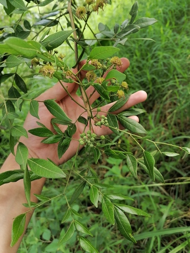 Albizia adinocephala, 2024-08-10