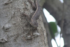 Sceloporus albiventris