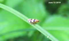 Mesoptyelus nigrifrons