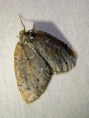 Spodolepis substriataria