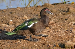 Muscovy Duck photo 1
