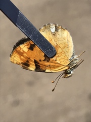 Phyciodes batesii anasazi