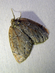 Spodolepis substriataria