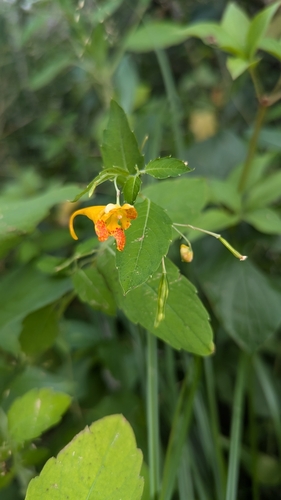 Impatiens aurella