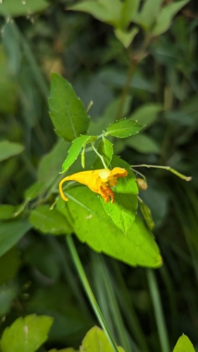 Impatiens aurella, photograph 2