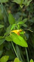 Impatiens aurella, photograph (c) Alina Martin, some rights reserved (CC BY)