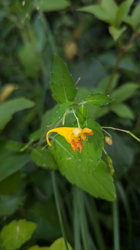 Image of Impatiens aurella by (c) Alina Martin, some rights reserved (CC BY)