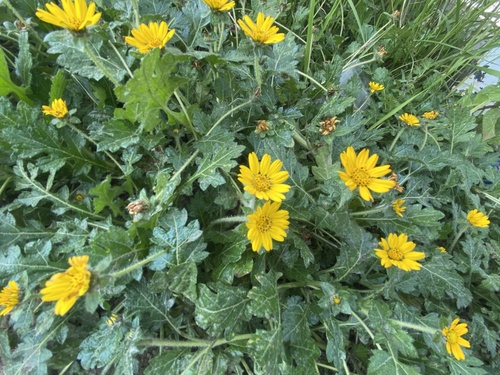 Dugesia mexicana, photograph 5