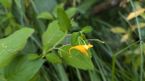 Impatiens aurella, photograph 4