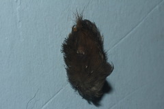 Megalopyginae