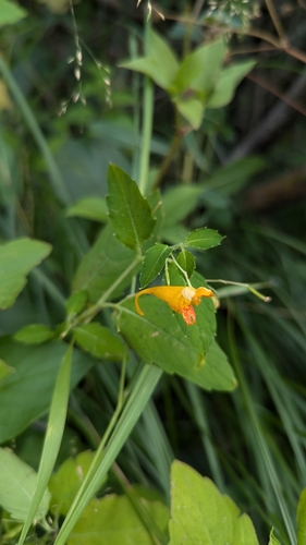 Impatiens aurella, photograph 5