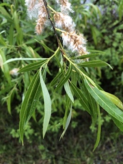 Salix petiolaris