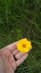 Coreopsis grandiflora