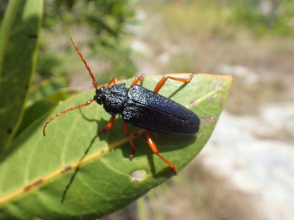 Elateropsis scabrosus
