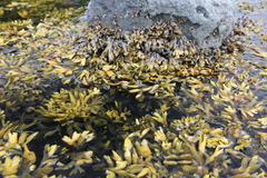 Fucus distichus evanescens