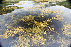 Fucus distichus evanescens