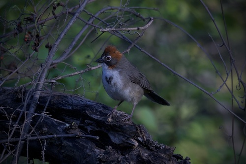 Rusty-crowned Ground Sparrow (Melozone kieneri), photo 8