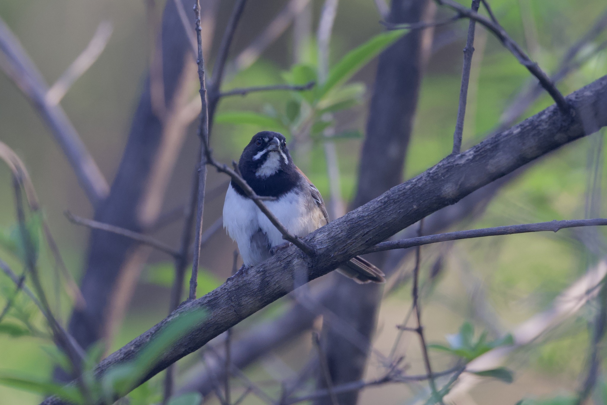 Black-chested Sparrow (Peucaea humeralis), photo 6