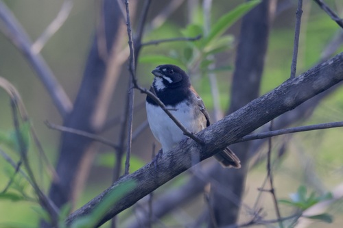 Black-chested Sparrow (Peucaea humeralis), photo 6