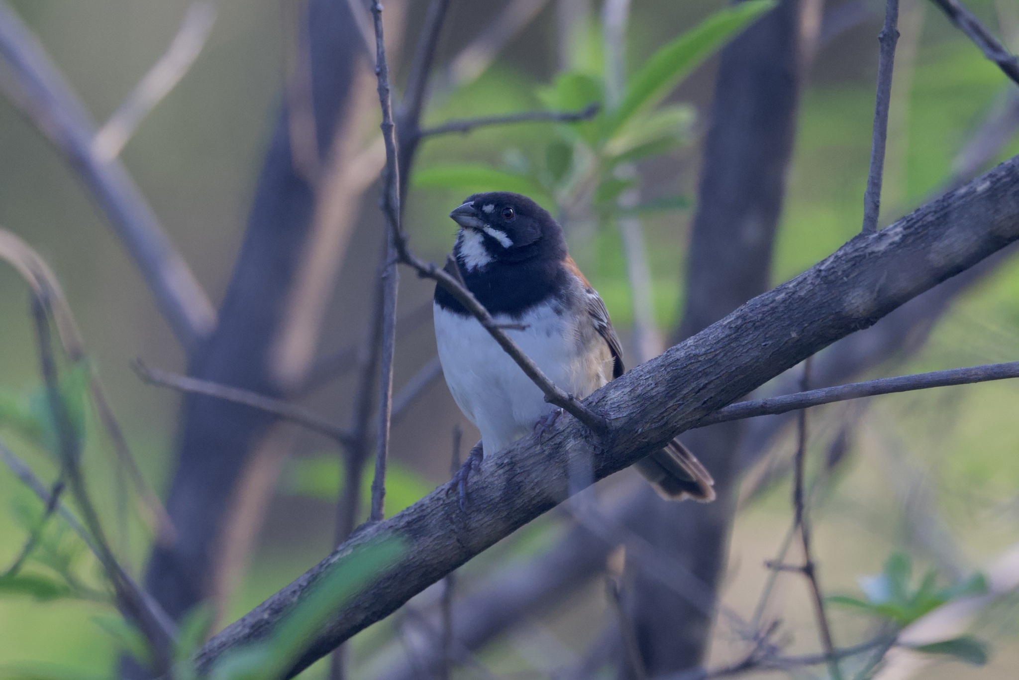 Black-chested Sparrow (Peucaea humeralis), photo 5