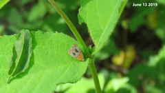 Olethreutes captiosana