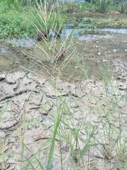 Diplachne fusca