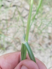 Diplachne fusca