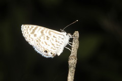 Leptotes cassius cassidula