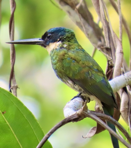 Bronzy Jacamar (Galbula leucogastra), photo 7