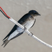 Gray-breasted Martin - Photo (c) Charlie Jackson, some rights reserved (CC BY)