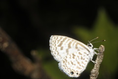 Leptotes cassius cassidula