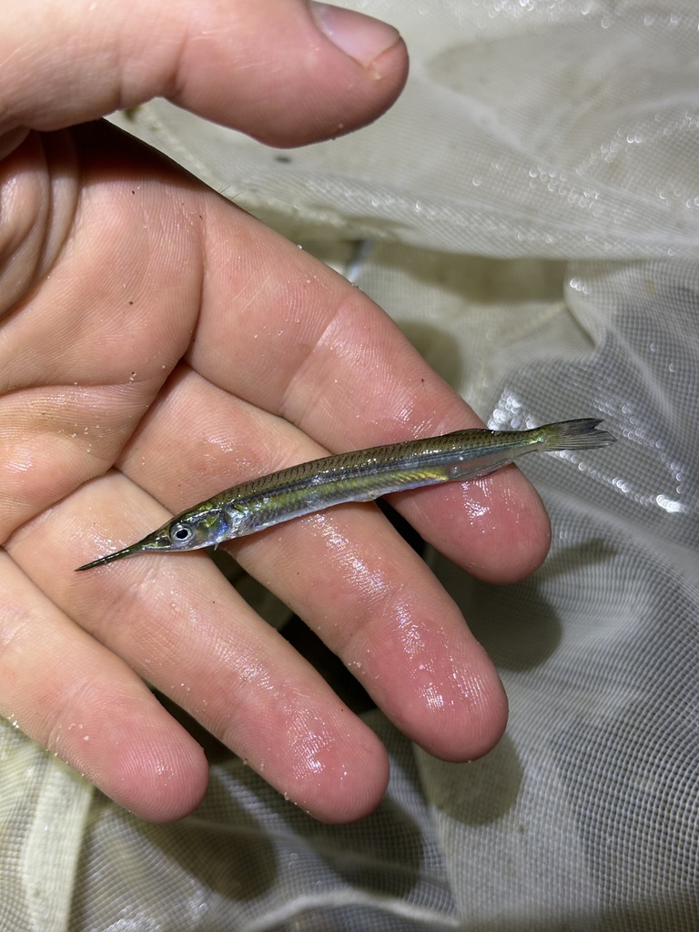 Meek's Halfbeak
